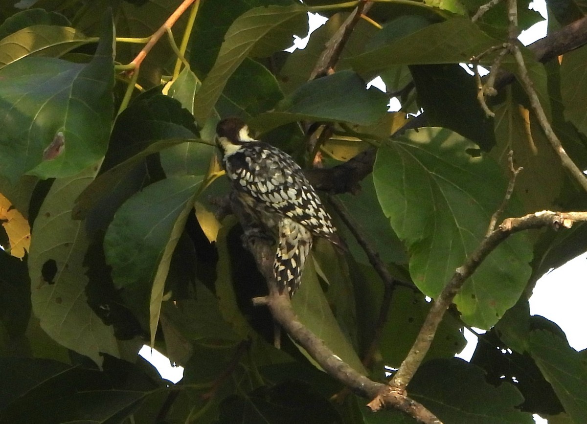 Yellow-crowned Woodpecker - ML610824162