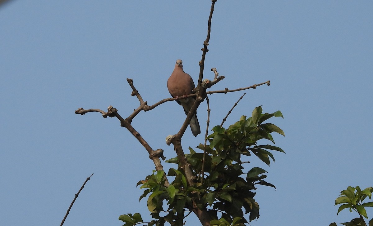 Spotted Dove - Shivaprakash Adavanne