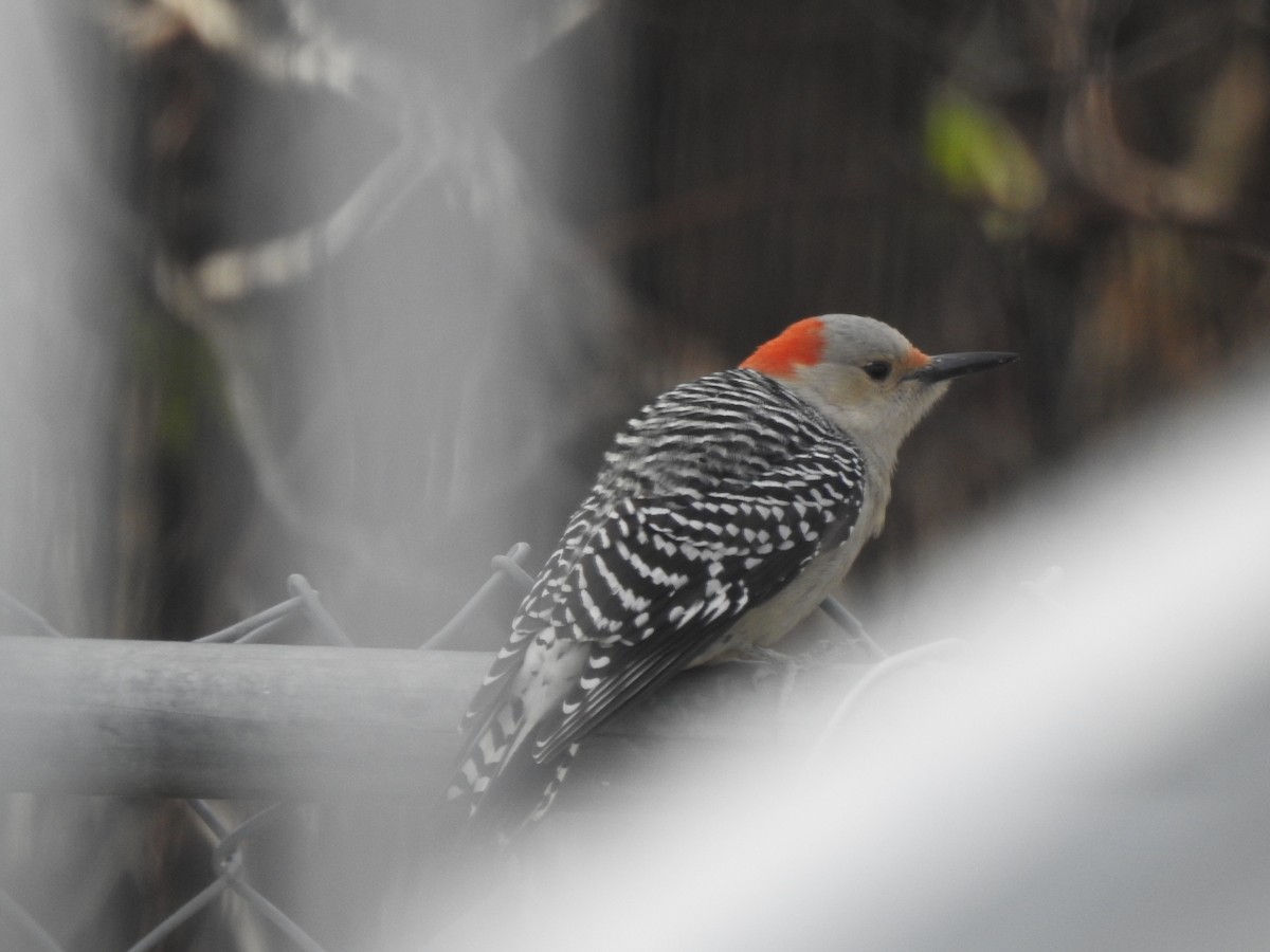 Red-bellied Woodpecker - ML610824253