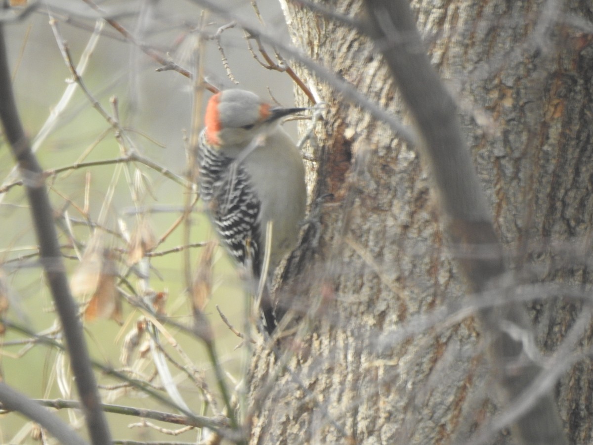 Red-bellied Woodpecker - ML610824254