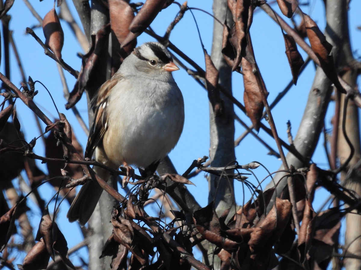 White-crowned Sparrow - ML610824304
