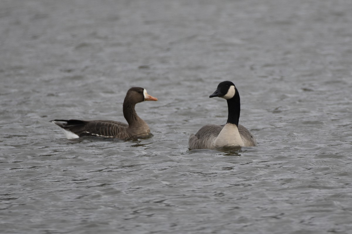 Greater White-fronted Goose - Amy Beaulac Harris