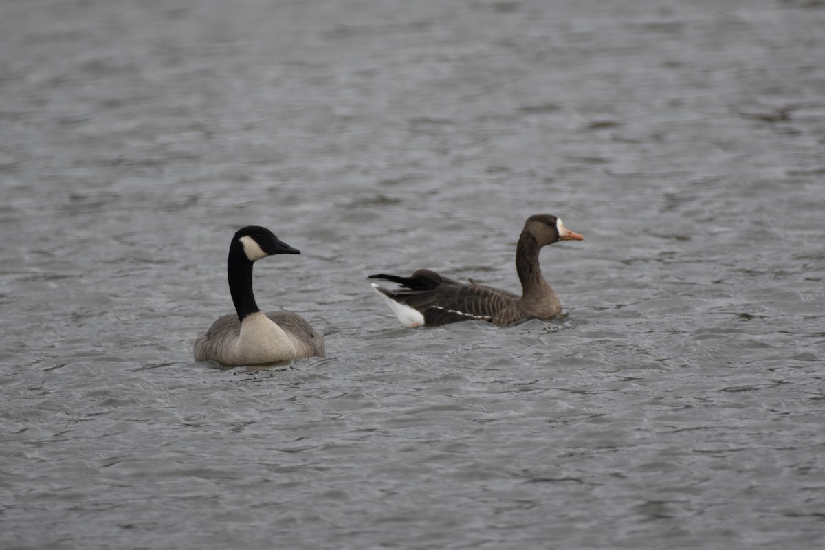Greater White-fronted Goose - ML610824474
