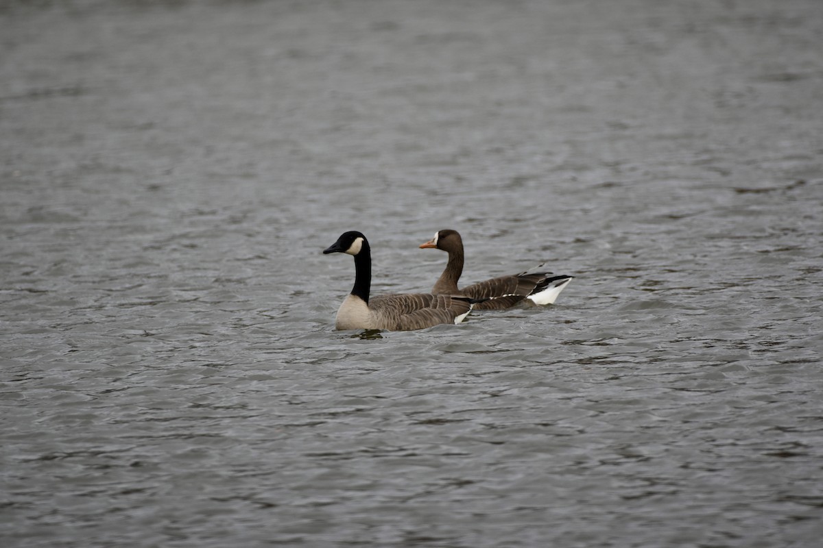 Greater White-fronted Goose - ML610824476
