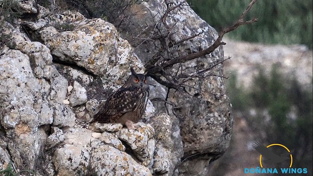 Eurasian Eagle-Owl - ML610824569