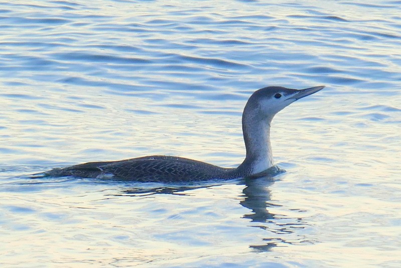 Red-throated Loon - ML610825433