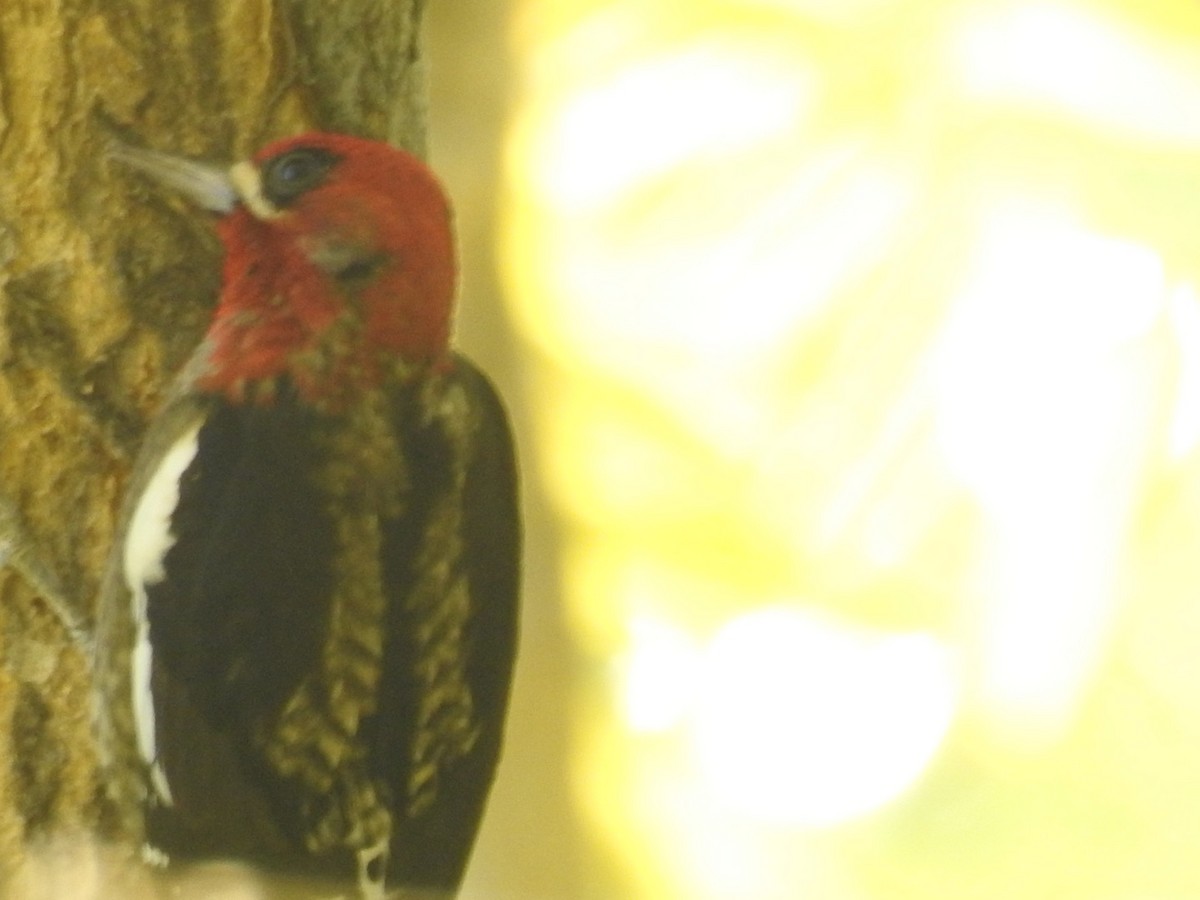 Red-breasted Sapsucker - ML610825786