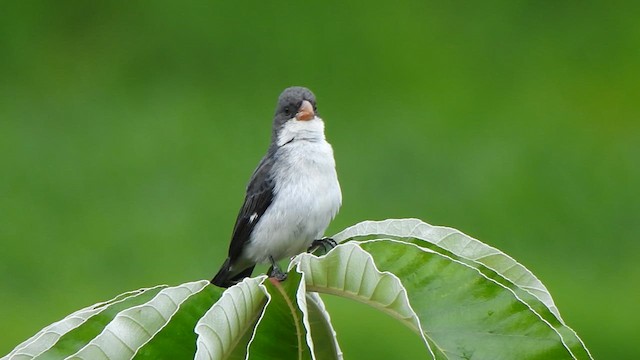 White-bellied Seedeater - ML610825873