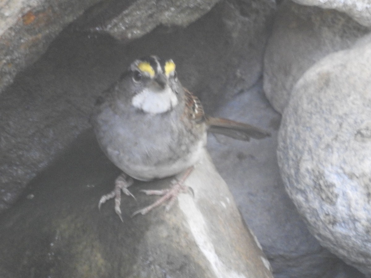 White-throated Sparrow - ML610825940