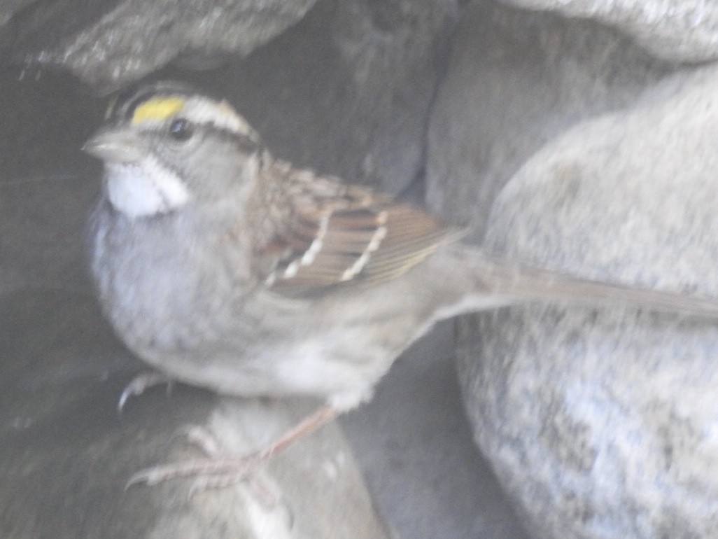 White-throated Sparrow - ML610825941