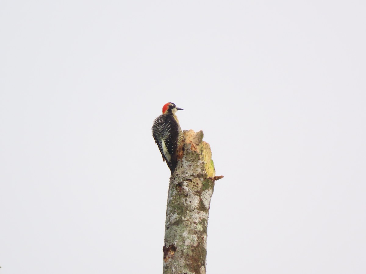 Black-cheeked Woodpecker - ML610825966