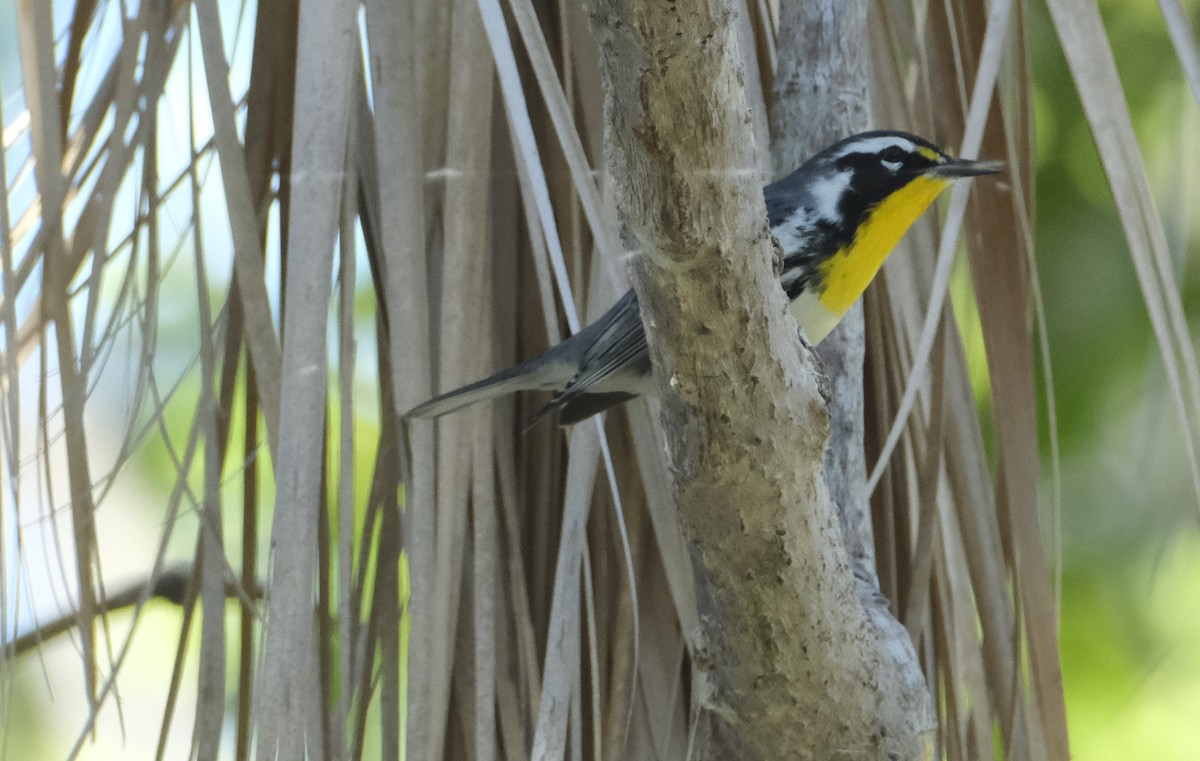 Yellow-throated Warbler - Ronald Breteler