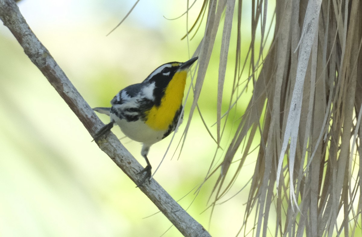Yellow-throated Warbler - Ronald Breteler