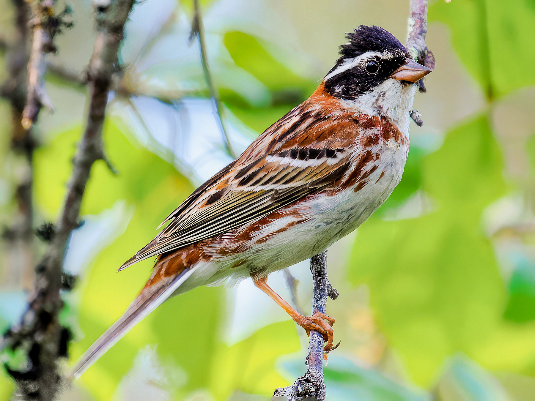 Rustic Bunting - Matti Rekilä