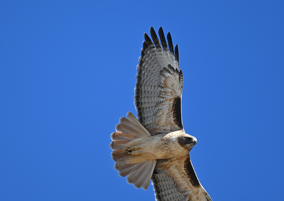 Red-tailed Hawk - ML610826931