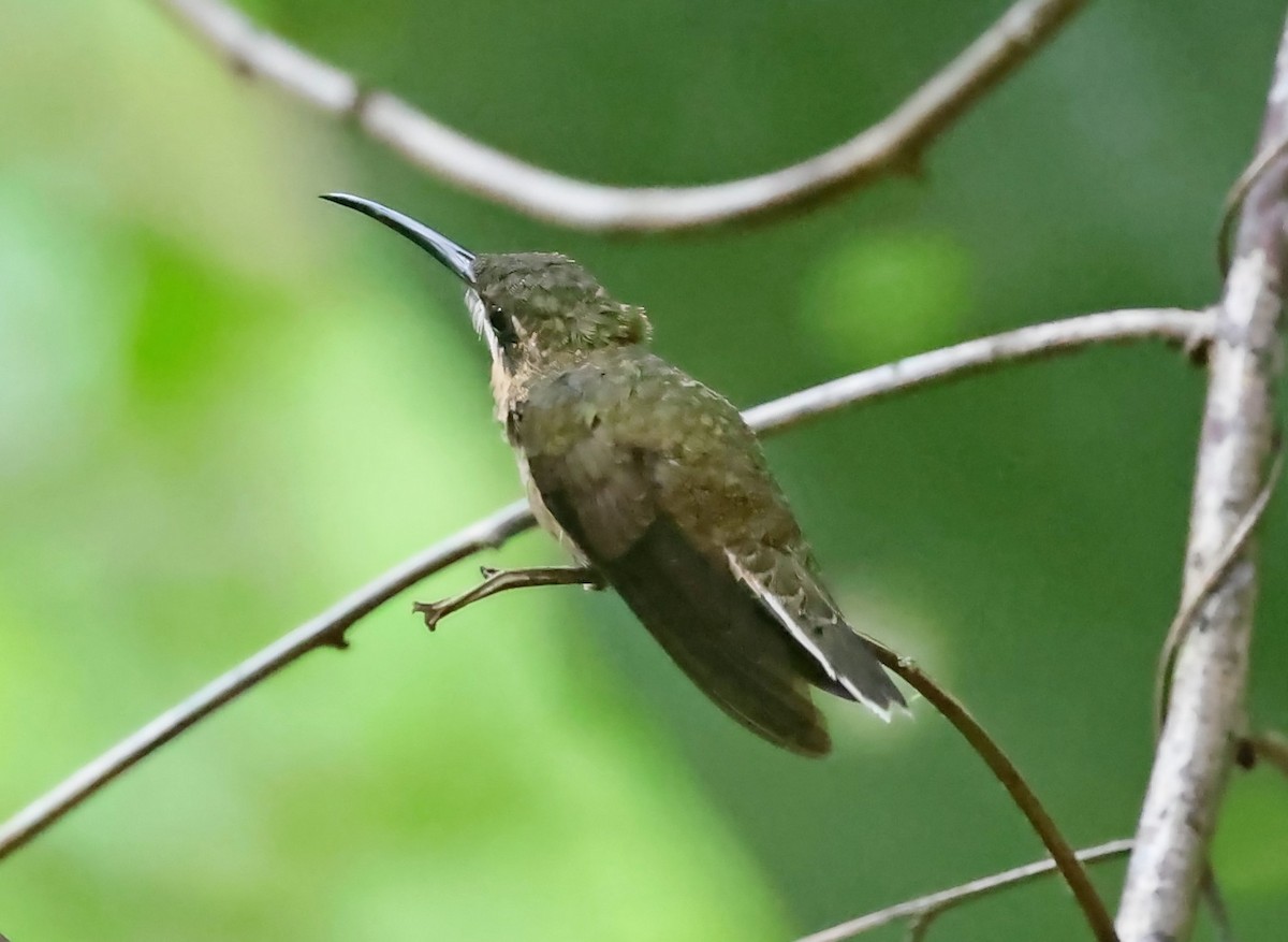 Pale-tailed Barbthroat - ML610827061