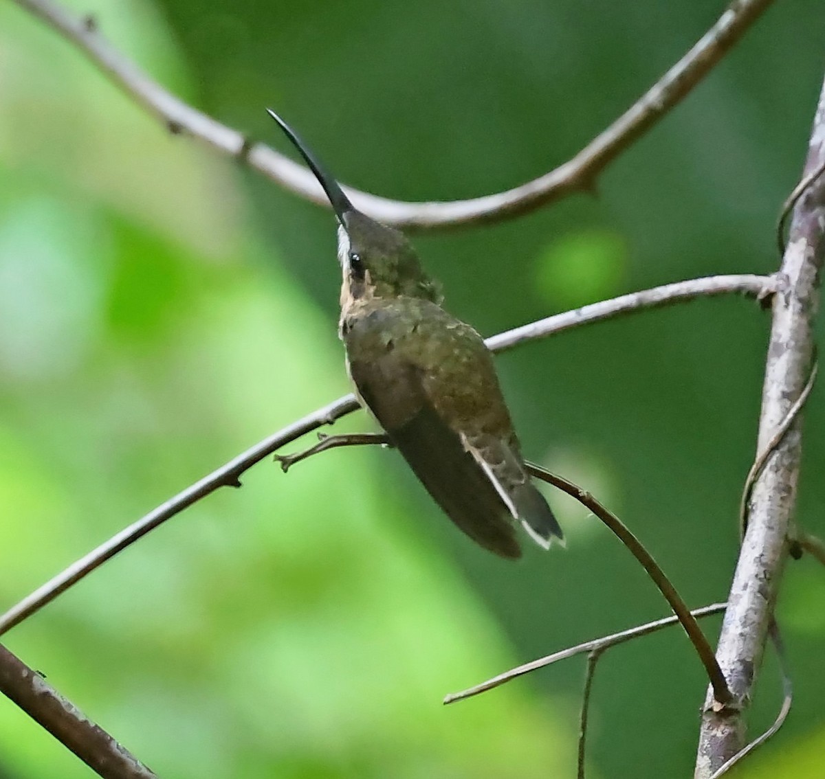 Pale-tailed Barbthroat - ML610827063
