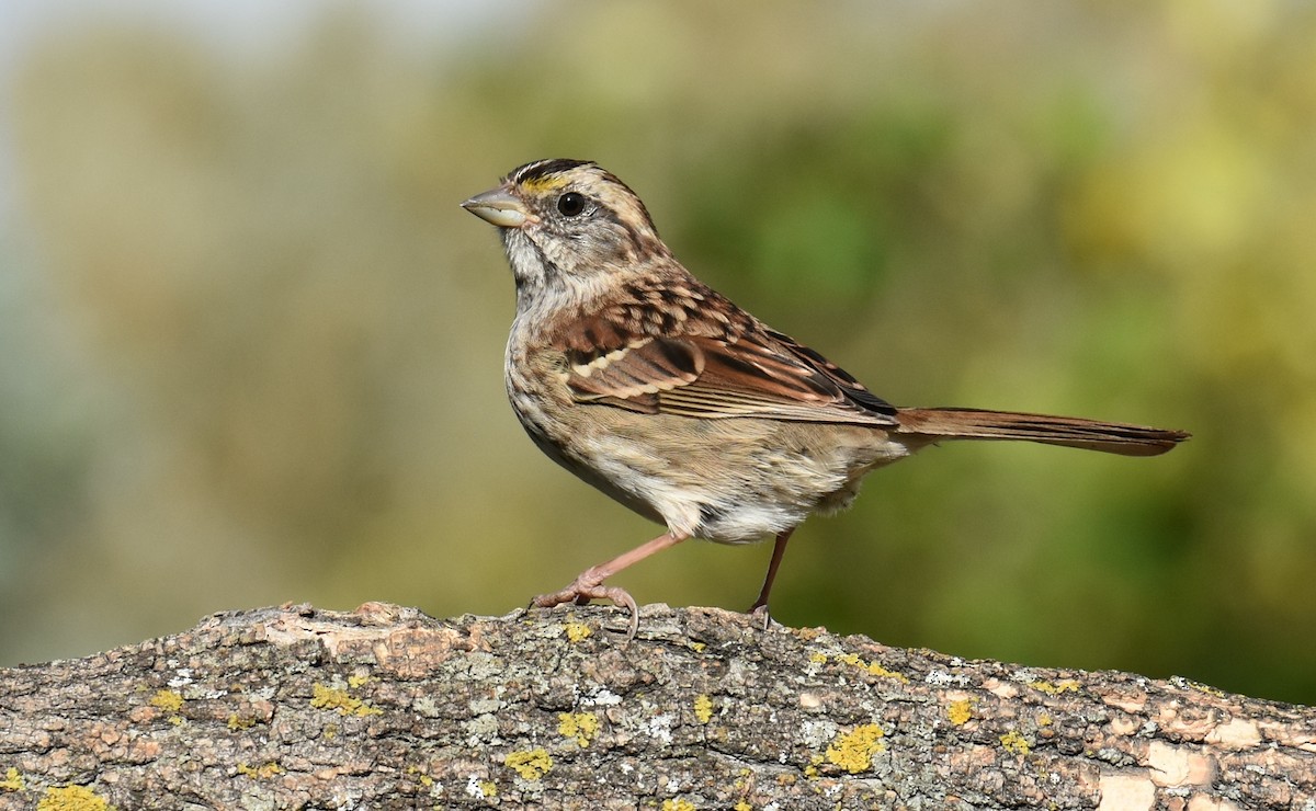 White-throated Sparrow - ML610827501