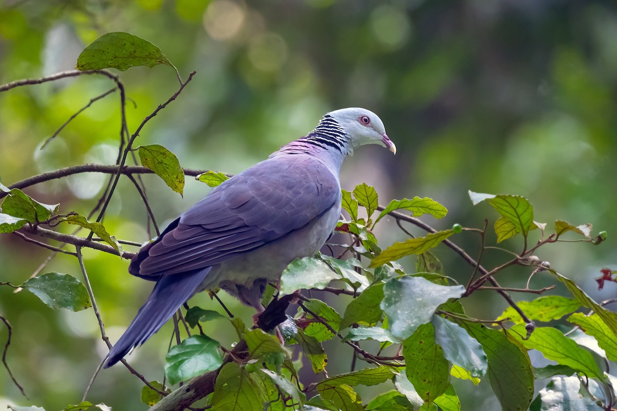 Nilgiri Wood-Pigeon - Rajkumar Das