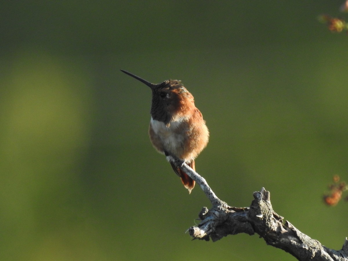 Rufous Hummingbird - ML610827684
