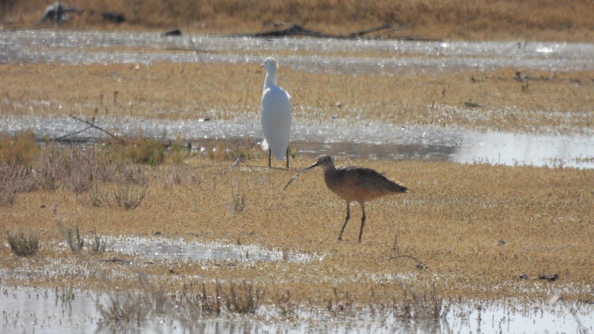 Long-billed Curlew - ML610827832
