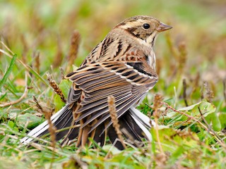 Femelle /mâle immature - Matti Rekilä - ML610827983