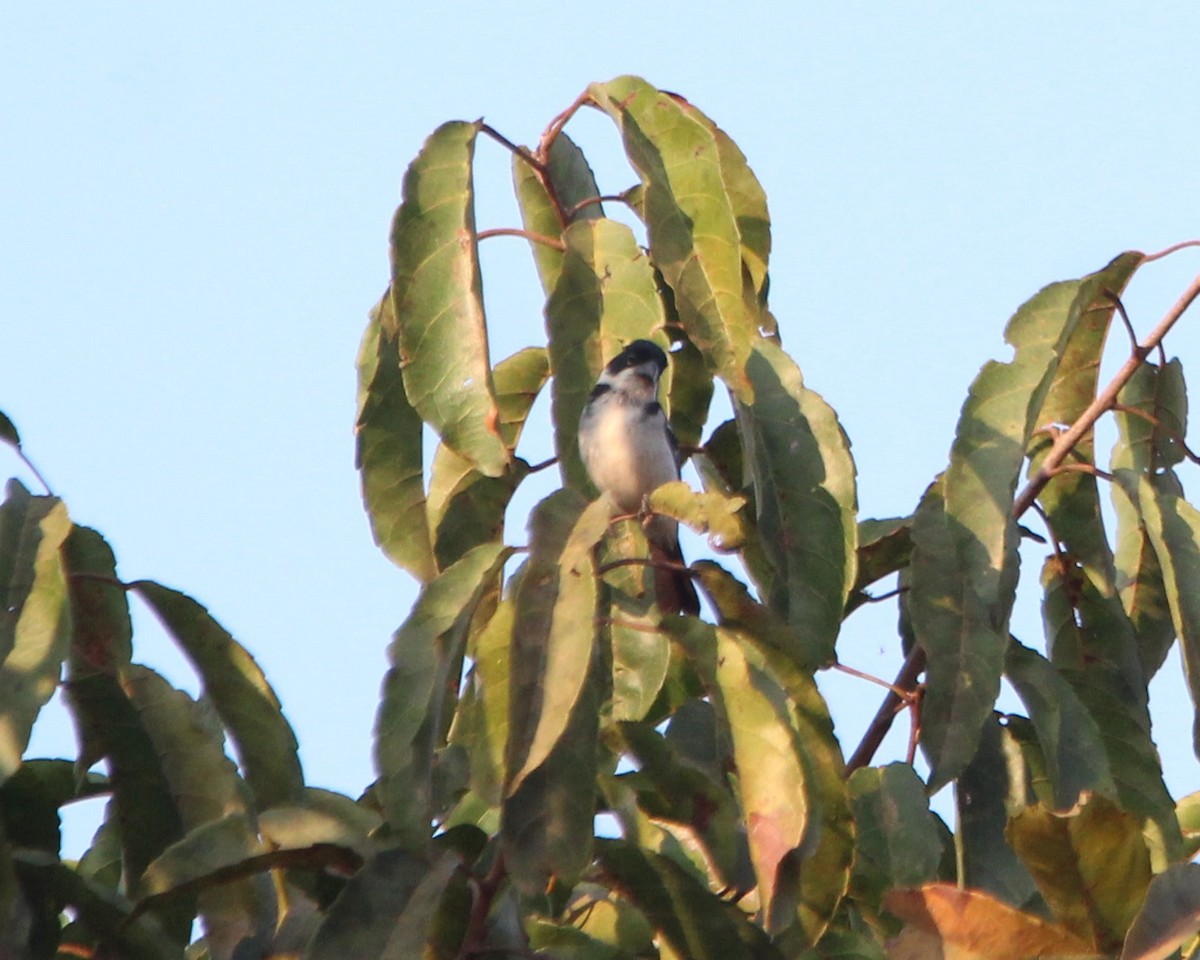 Wing-barred Seedeater - ML610827989