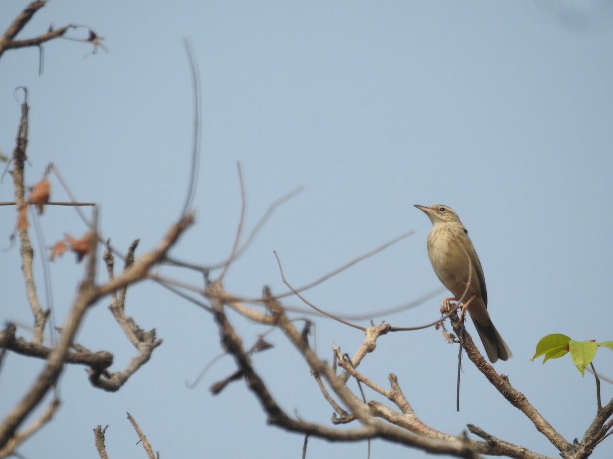 Long-billed Pipit (Indian) - ML610828106