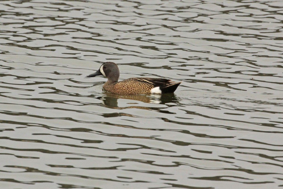 Blue-winged Teal - ML61082851