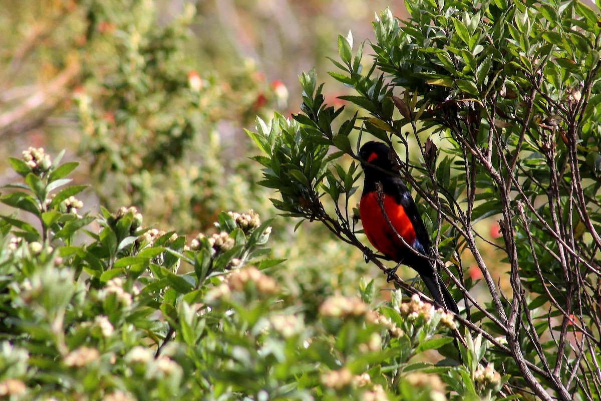 Scarlet-bellied Mountain Tanager - ML61082861