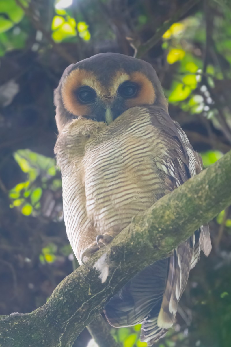 Brown Wood-Owl - ML610828644