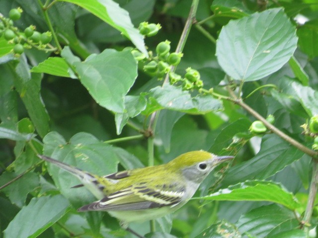 Chestnut-sided Warbler - Lillian Russell