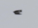 Northern Rough-winged Swallow - Vikki Jones