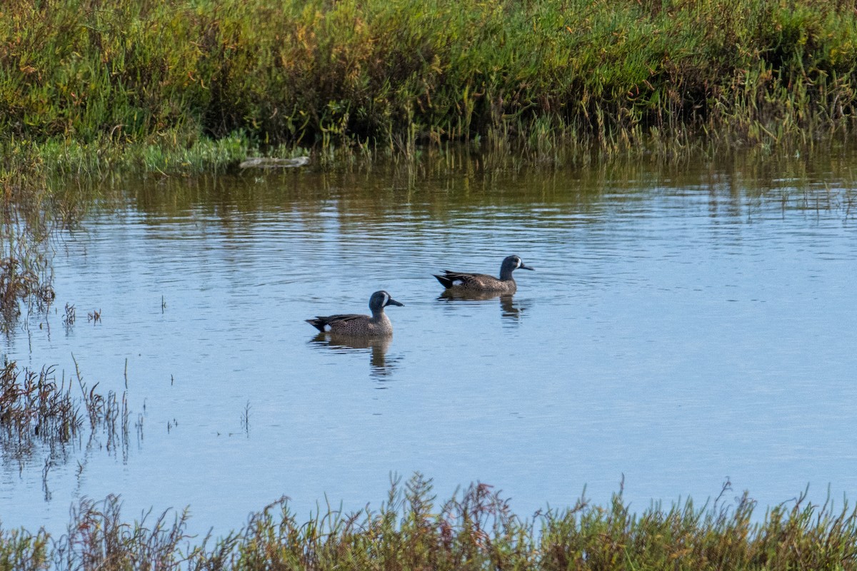 eBird Checklist - 4 Nov 2023 - Bolsa Chica Ecological Reserve - 33 species