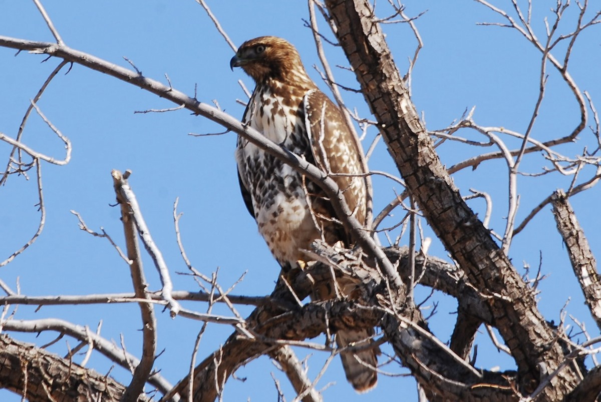 Red-tailed Hawk - ML610829734