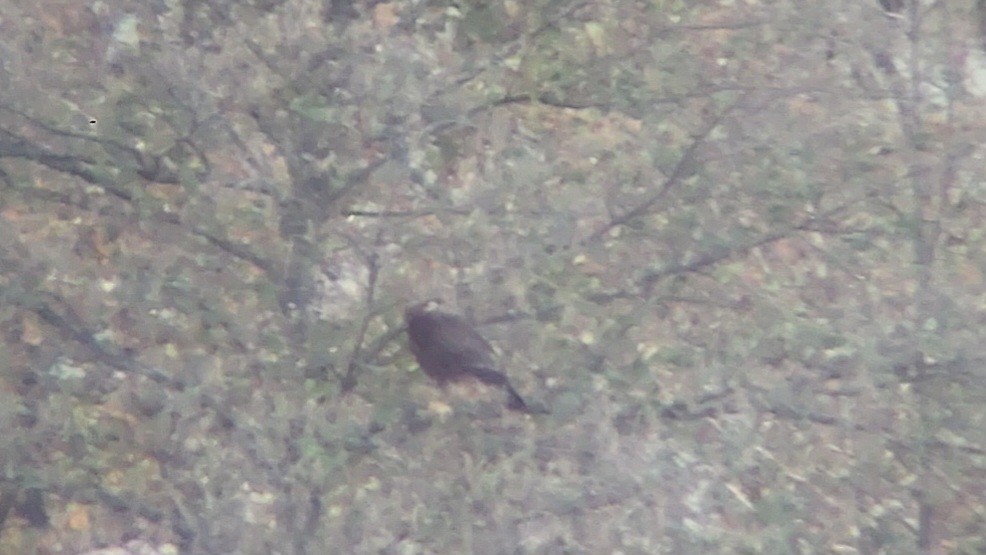 Greater Spotted Eagle - Al Božič