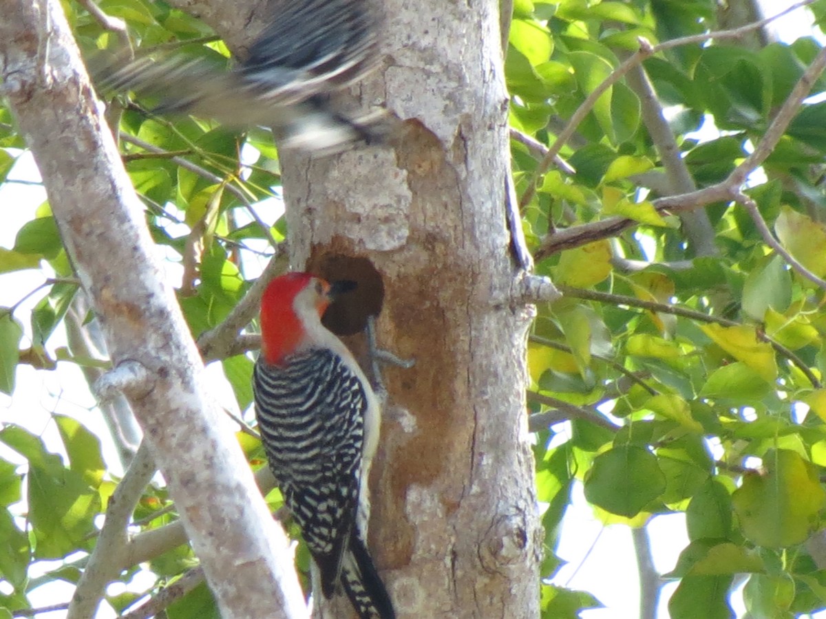 Red-bellied Woodpecker - ML61083011