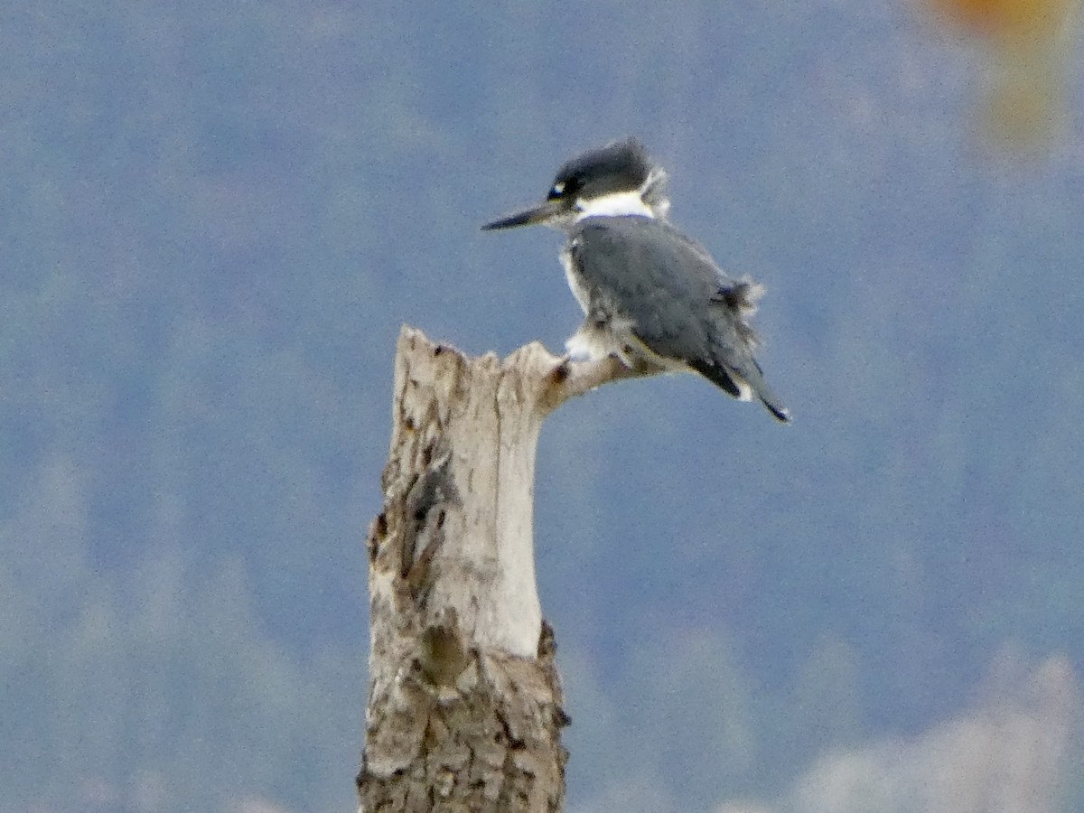 Belted Kingfisher - ML610830140