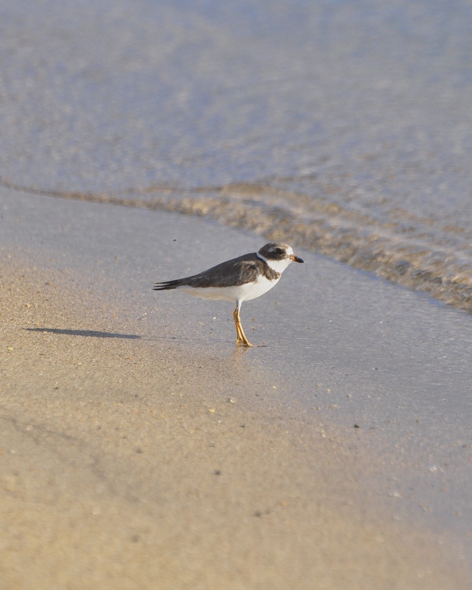 Semipalmated Plover - ML610830169