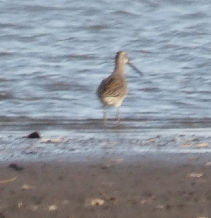 Long-billed Dowitcher - ML610830175