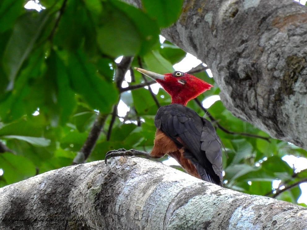Red-necked Woodpecker - ML610830527