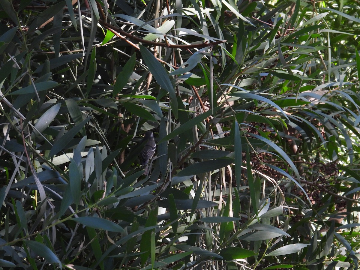 Black-throated Gray Warbler - ML610830703
