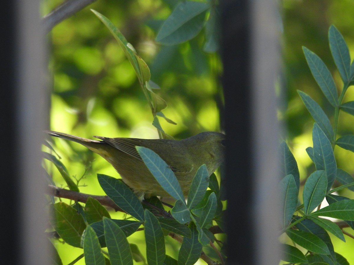 Orange-crowned Warbler - ML610830708