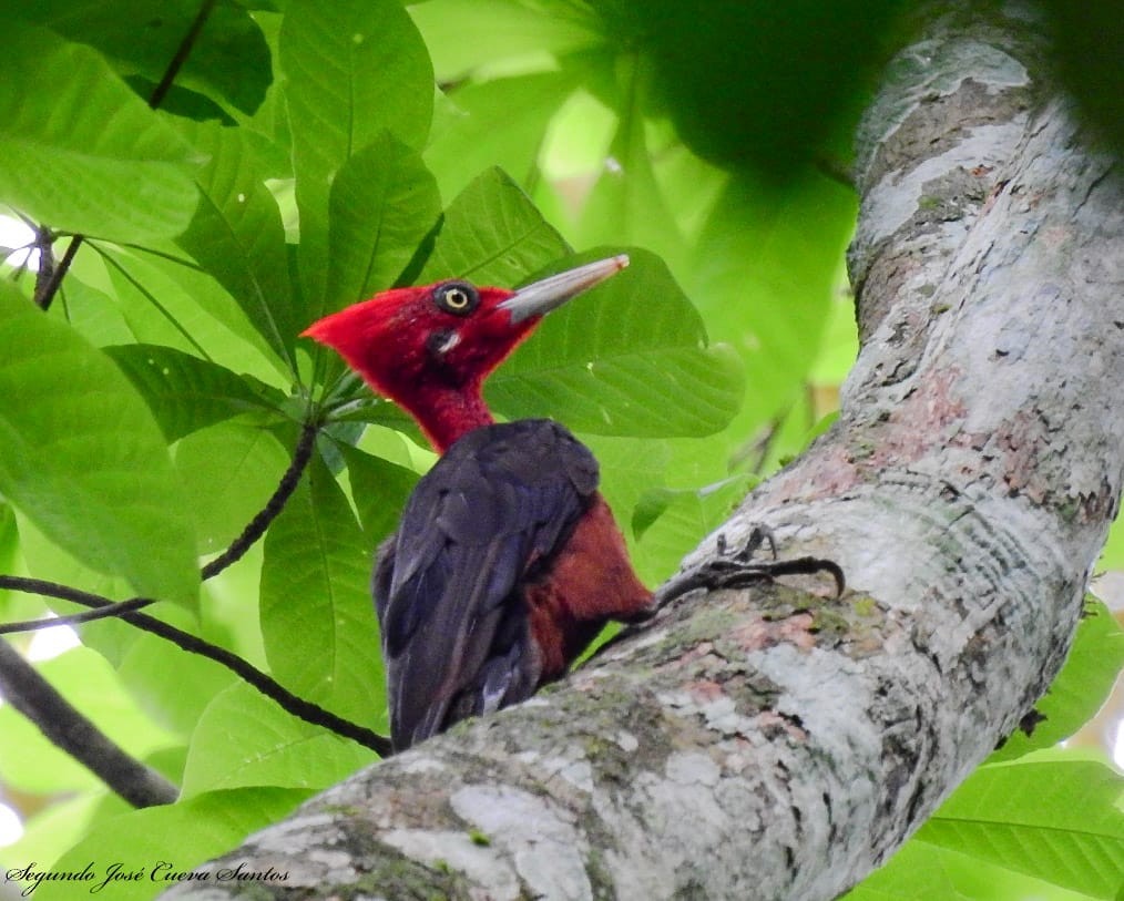 Red-necked Woodpecker - ML610831082