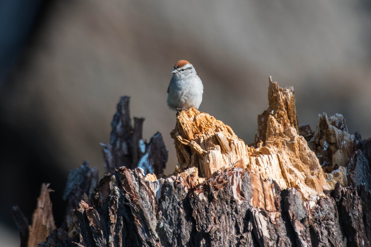 Chipping Sparrow - ML610831774
