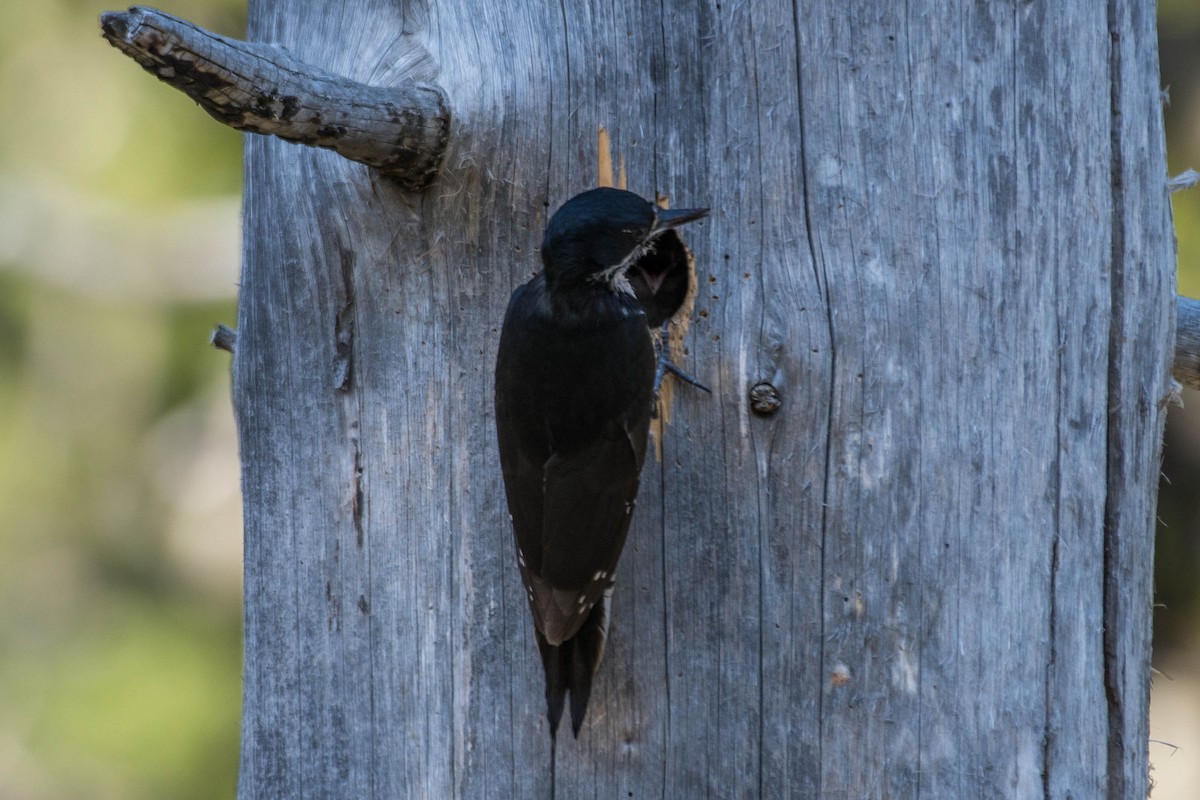 Black-backed Woodpecker - ML610831792