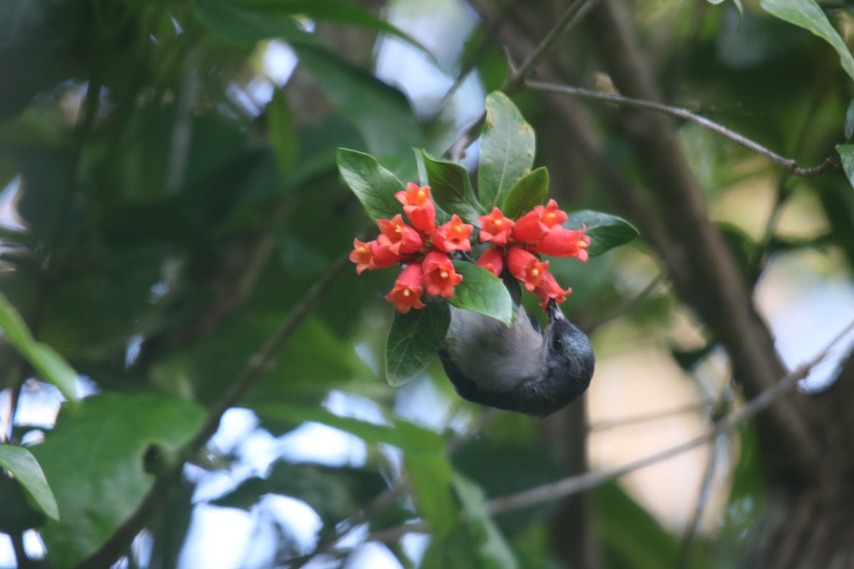 Mouse-colored Sunbird - ML610832483