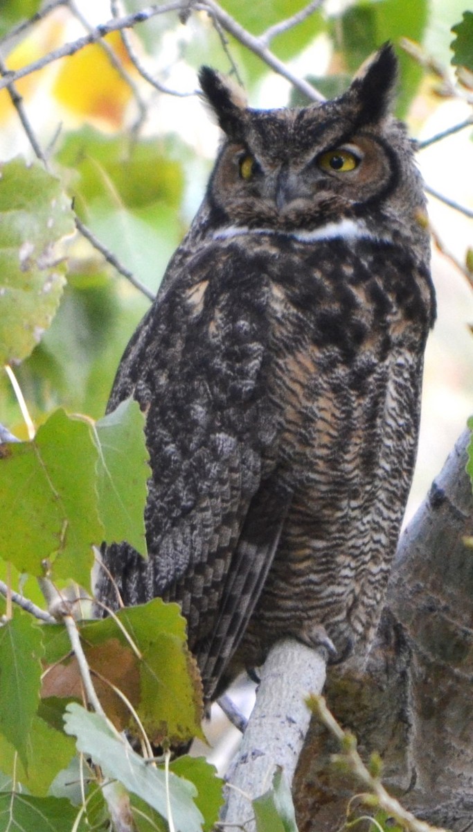 Great Horned Owl - ML610833134