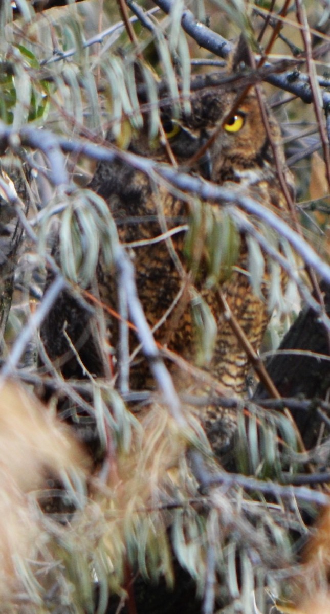 Great Horned Owl - ML610833159