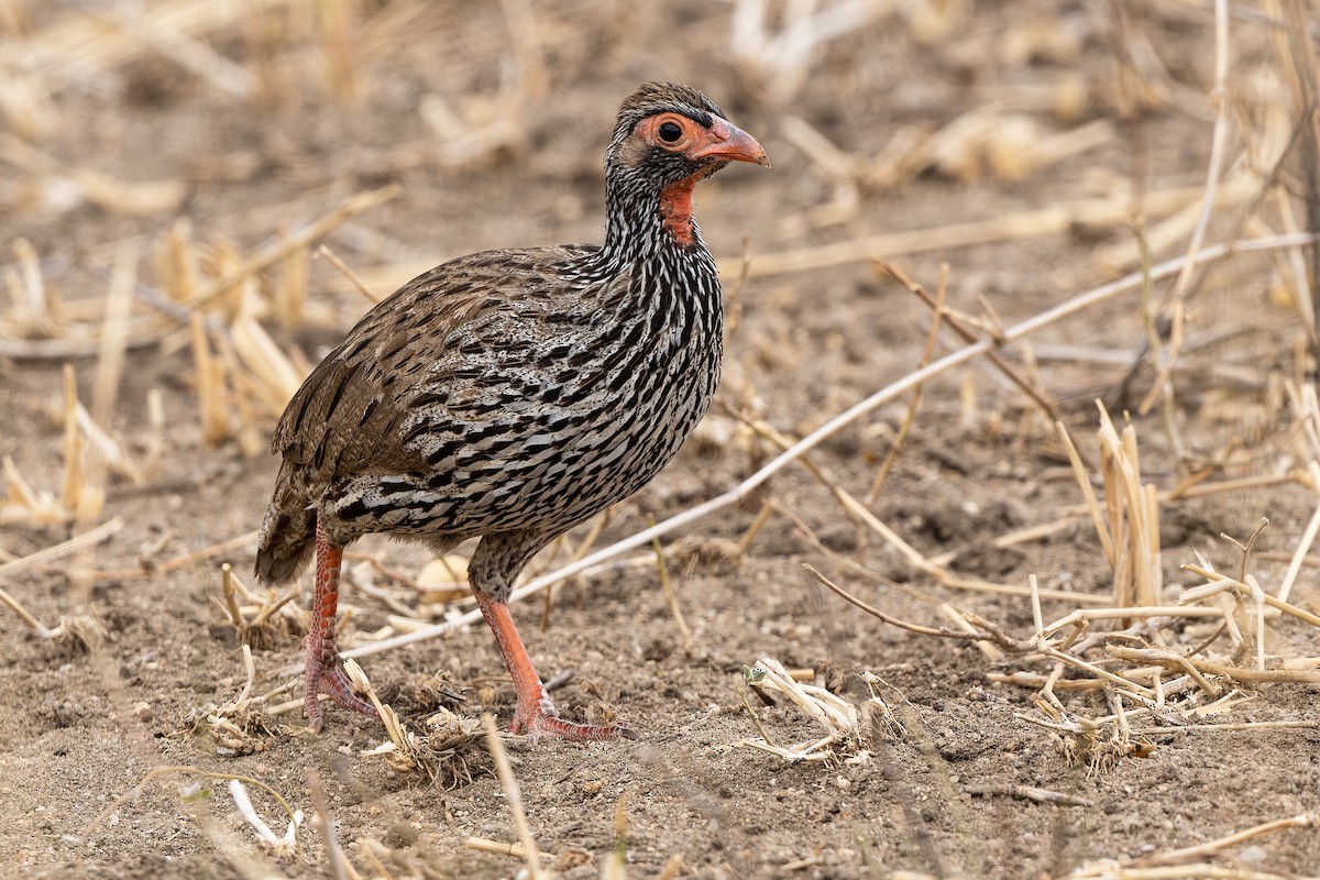 Red-necked Spurfowl - ML610833410